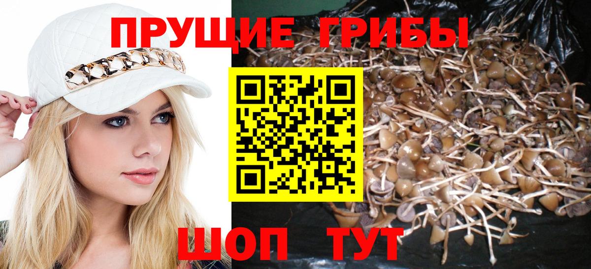 Псилоцибиновые грибы Psilocybine cubensis Советский